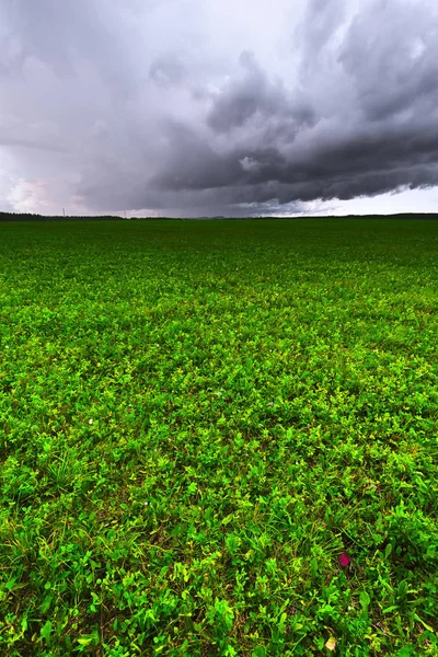 Wiese, grünes Gras, Sturm — Stockfoto