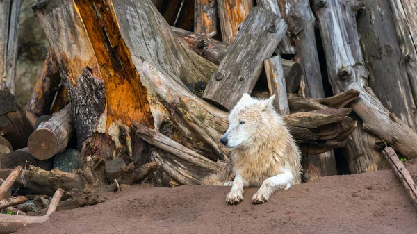 Il lupo bianco in uno zoo — Foto Stock