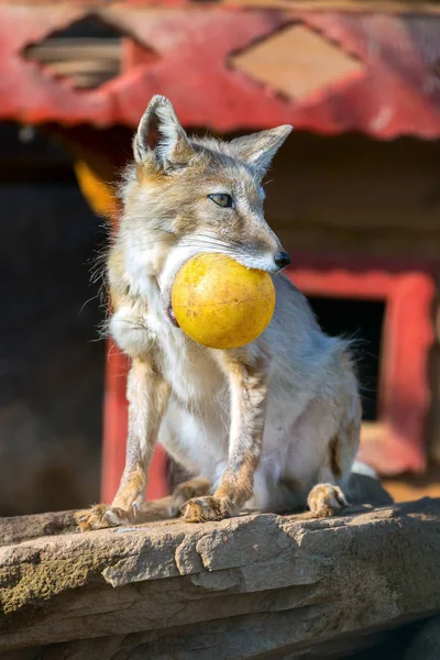 在动物园里 （Vulpes 狐狐狸) — 图库照片