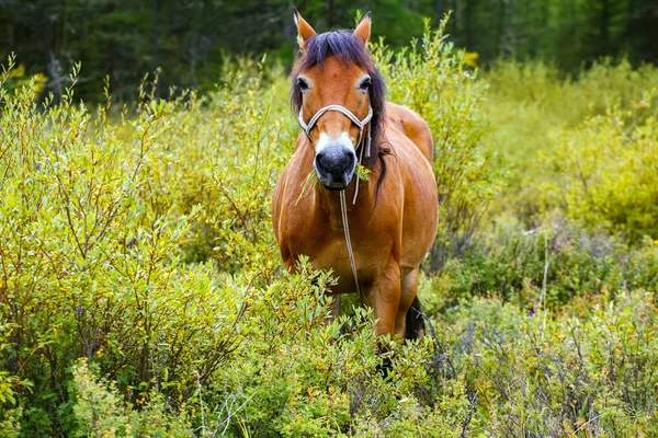 Cheval, pâturage, rouge — Photo