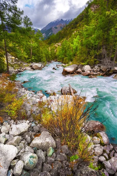 Turquoise, beautiful, mountain river. Altai, Taiga. Wild nature. — Stock Photo, Image