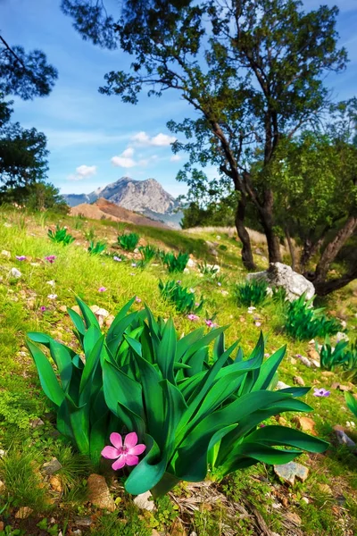 Berg bloemen op de voorgrond. — Stockfoto