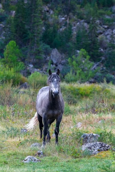 O cavalo cinza solitário na natureza . — Fotografia de Stock