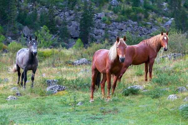 Jungpferde in freier Wildbahn — Stockfoto