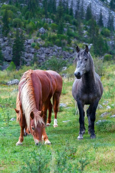 Jovem cavalo no pasto — Fotografia de Stock