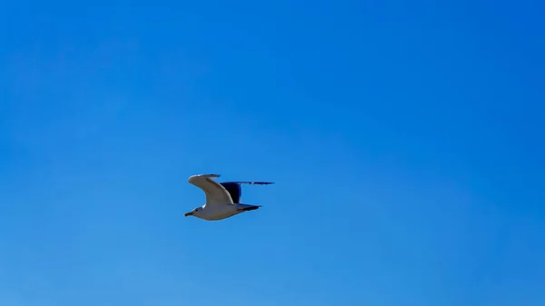 Bird Seagull flying in the sky