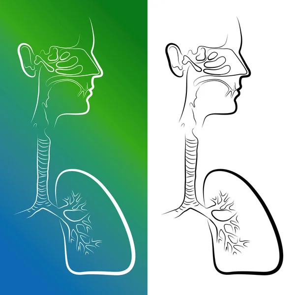 Szkic narządów układu oddechowego. Ilustracja wektorowa — Wektor stockowy