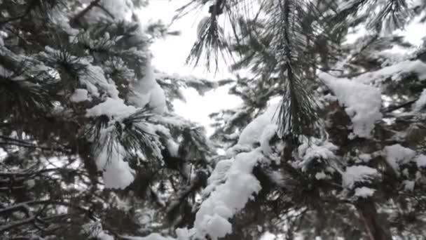 Bomen In bos bedekt met Winter sneeuw — Stockvideo