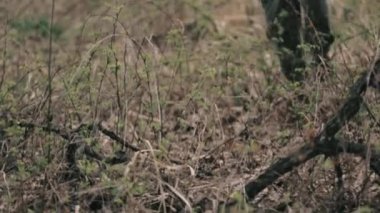 Ormanın içinden kişi çalışır