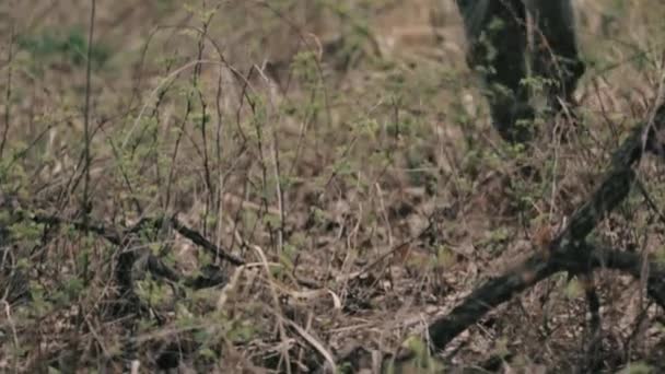 Person går genom skogen — Stockvideo