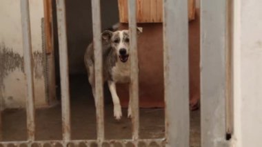 Çitin arkasında barınak köpekleri