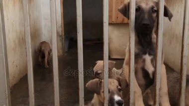 Köpek havlıyor ve köpek kulübesi arıyor