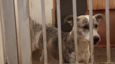 Çitin arkasında barınak köpekleri