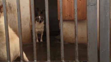 Köpek havlıyor ve köpek kulübesi arıyor