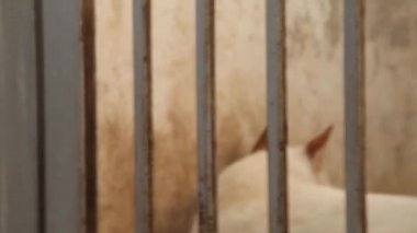 Köpek havlıyor ve köpek kulübesi arıyor