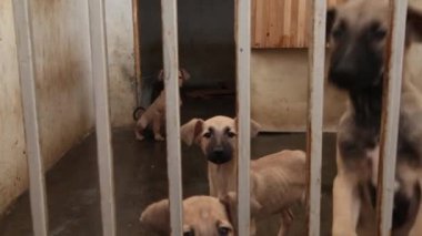 Çitin arkasında barınak köpekleri