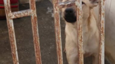 Köpek havlıyor ve köpek kulübesi arıyor