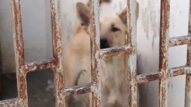 Çitin arkasında barınak köpekleri