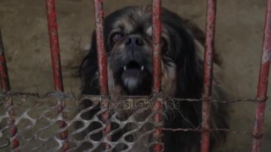 Köpek havlıyor ve köpek kulübesi arıyor