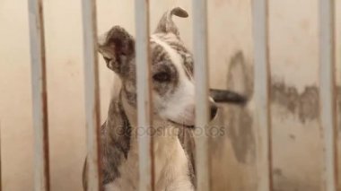 Çitin arkasında barınak köpekleri