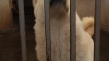Köpek havlıyor ve köpek kulübesi arıyor