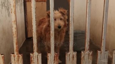 Çitin arkasında barınak köpekleri