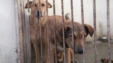 Çitin arkasında barınak köpekleri