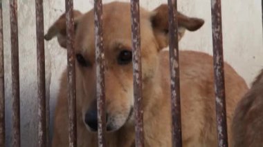 Köpek havlıyor ve köpek kulübesi arıyor
