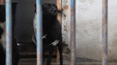 Çitin arkasında barınak köpekleri