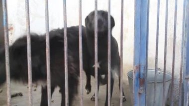 Köpek havlıyor ve köpek kulübesi arıyor
