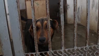 Çitin arkasında barınak köpekleri