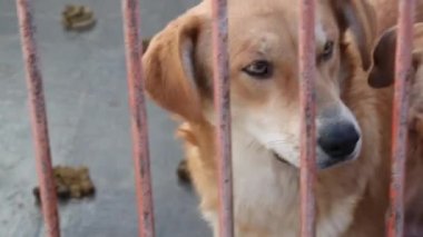 Çitin arkasında barınak köpekleri