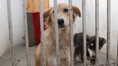 Köpek havlıyor ve köpek kulübesi arıyor