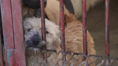 Köpek havlıyor ve köpek kulübesi arıyor