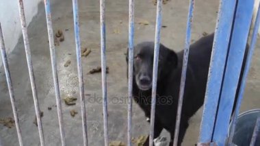 Çitin arkasında barınak köpekleri