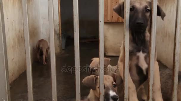 Chien aboyant et regardant à travers chenil — Video