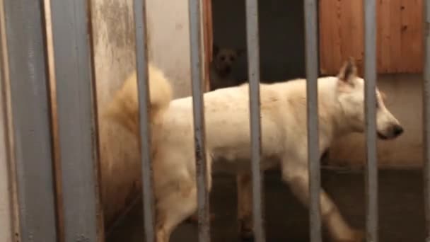 Собаки в приюте за забором — стоковое видео