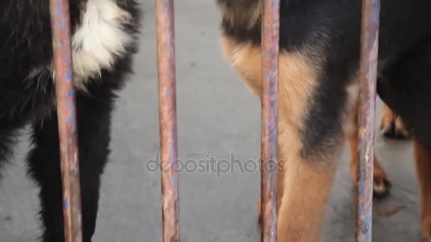 Hund bellt und schaut durch Zwinger — Stockvideo