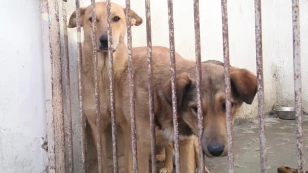 Собаки в приюте за забором — стоковое видео