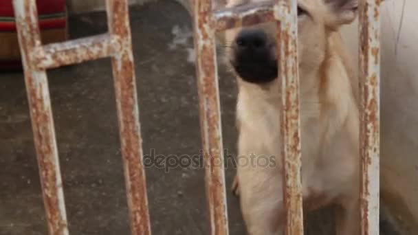 Pies szczekanie i patrząc przez hodowli — Wideo stockowe