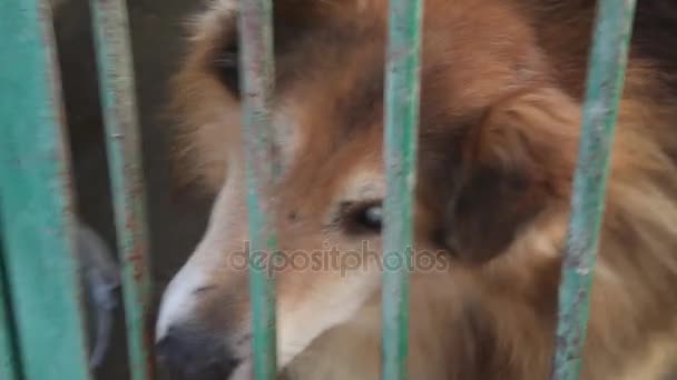 Chien aboyant et regardant à travers chenil — Video