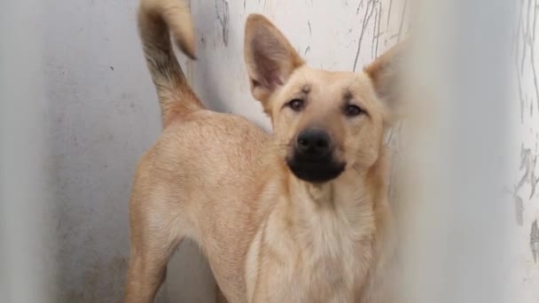 Cão latindo e olhando através do canil — Vídeo de Stock