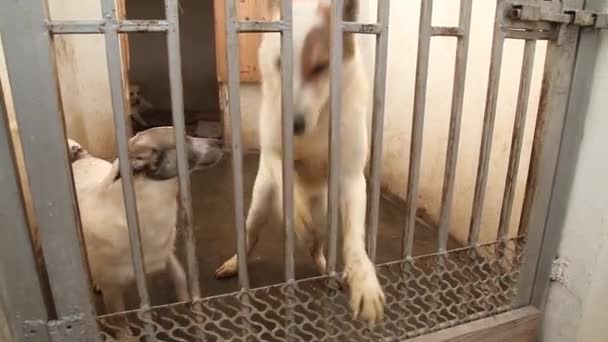 Σκυλιά στο καταφύγιο πίσω από το φράχτη — Αρχείο Βίντεο