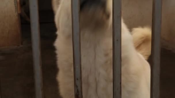 Собака лает и смотрит через питомник — стоковое видео