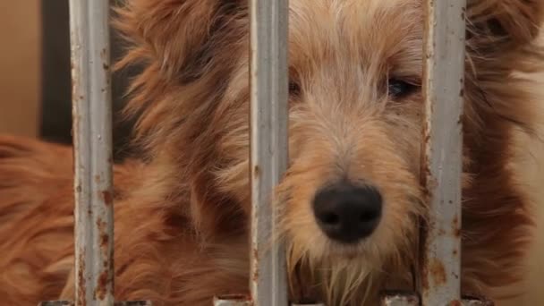 Köpek havlıyor ve köpek kulübesi arıyor — Stok video