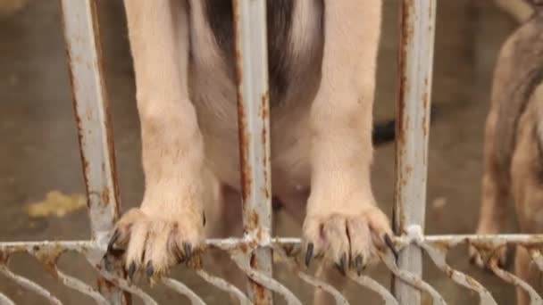 Pies szczekanie i patrząc przez hodowli — Wideo stockowe