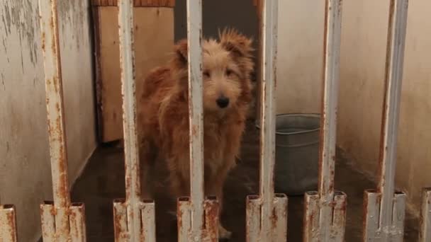 Dogs In Shelter Behind The Fence — Stok Video