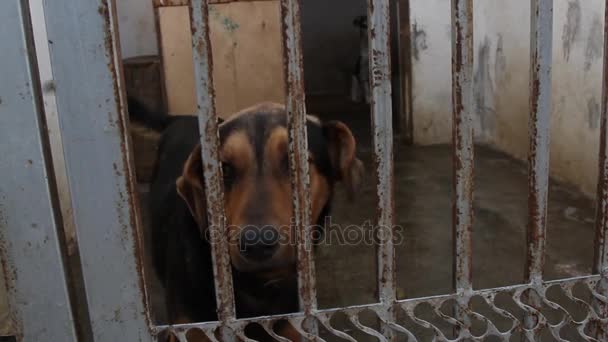 Dogs In Shelter Behind The Fence — Stok Video