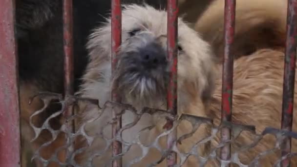 Dog Barking And Looking Through Kennel — Stock Video