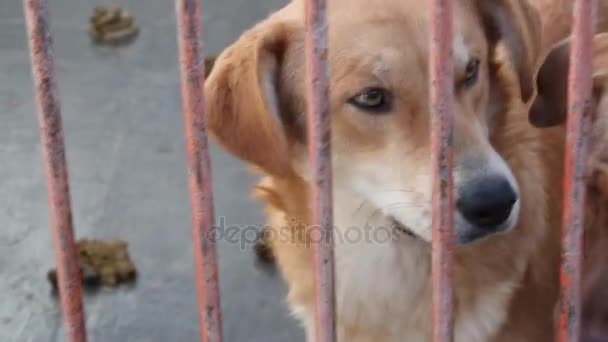 Собаки в притулок за парканом — стокове відео